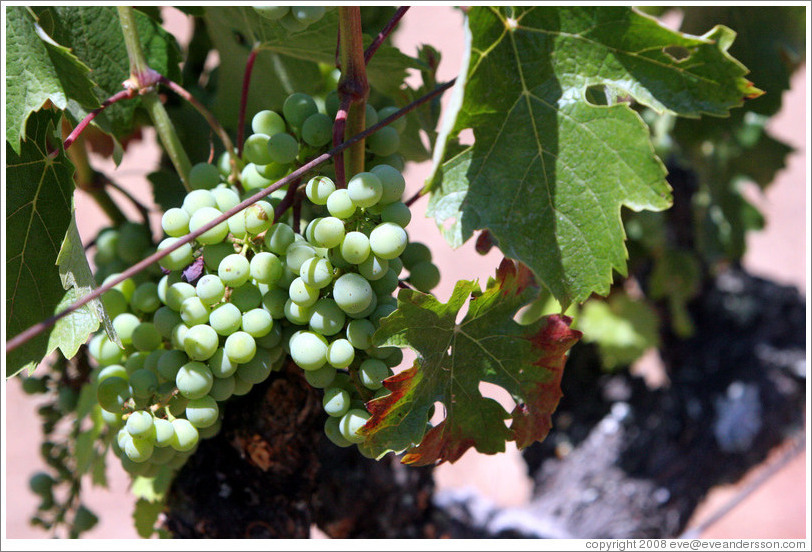 Grapes.  Benziger Family Winery.
