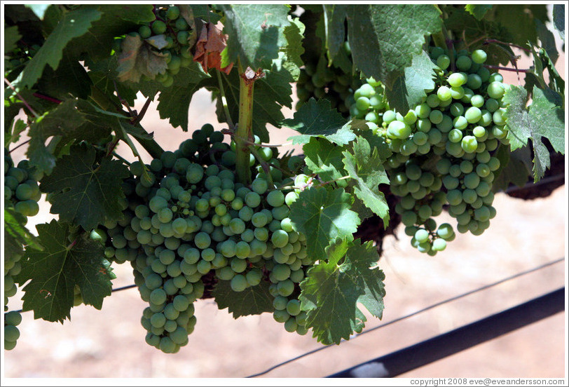 Grapes.  Benziger Family Winery.