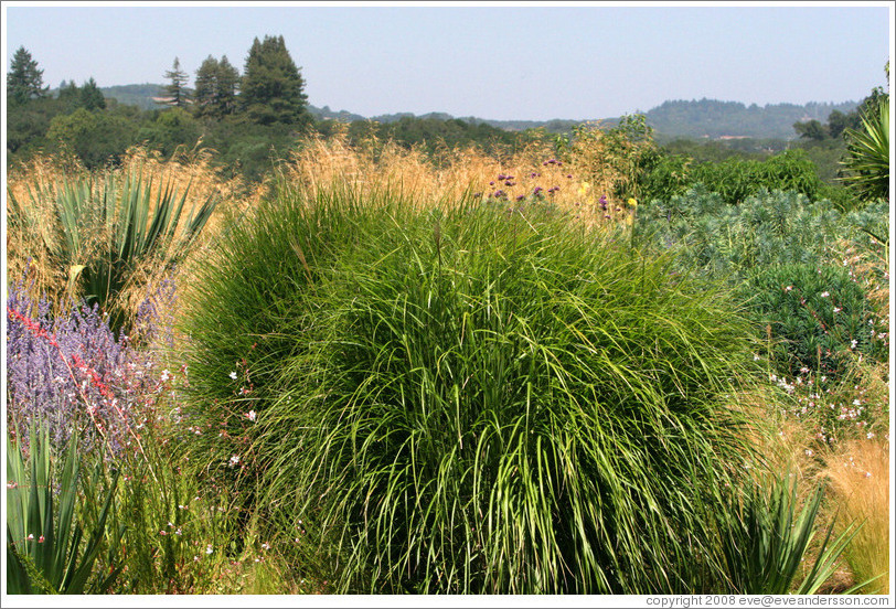 Insectary.  Benziger Family Winery.