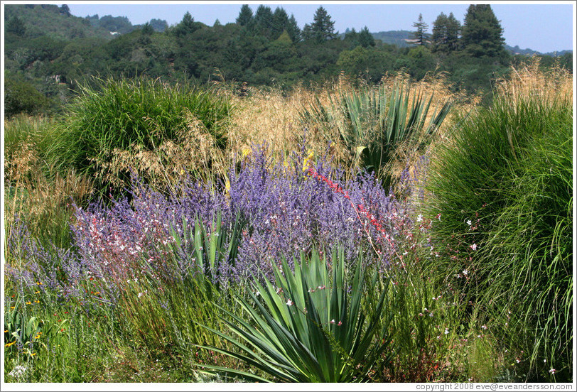 Insectary.  Benziger Family Winery.