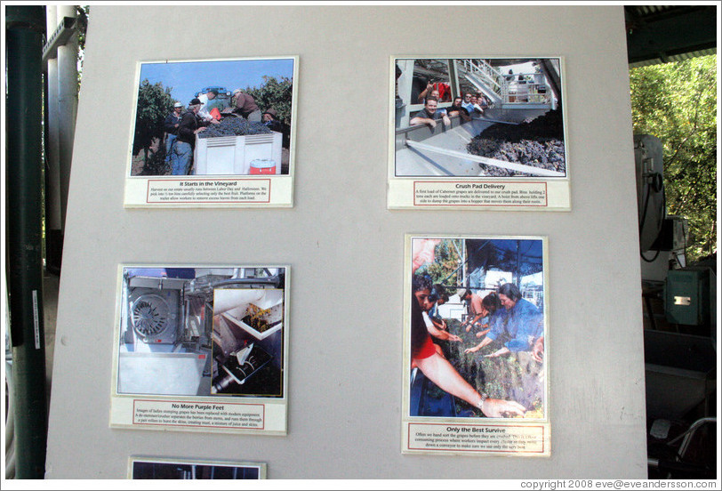 Wine-making process.  Benziger Family Winery.