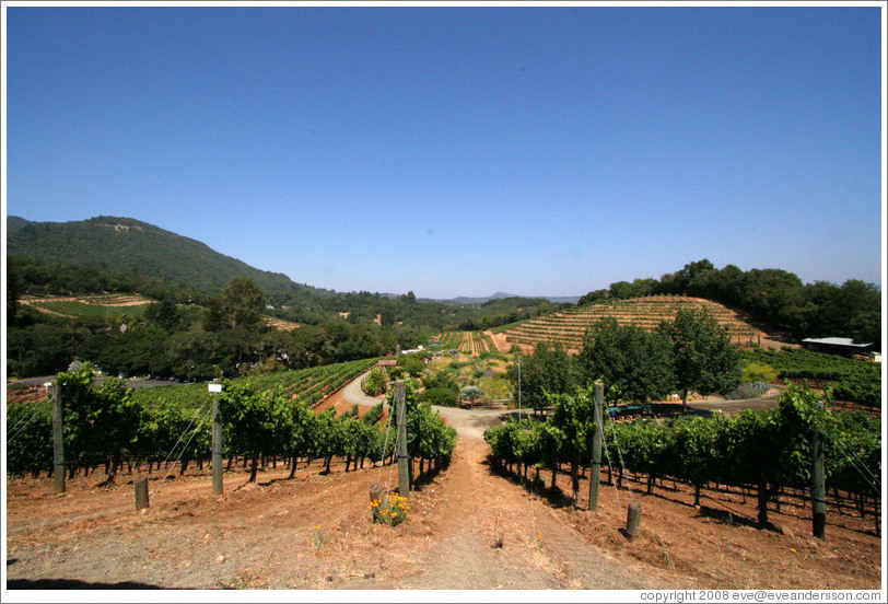 Vineyard.  Benziger Family Winery.