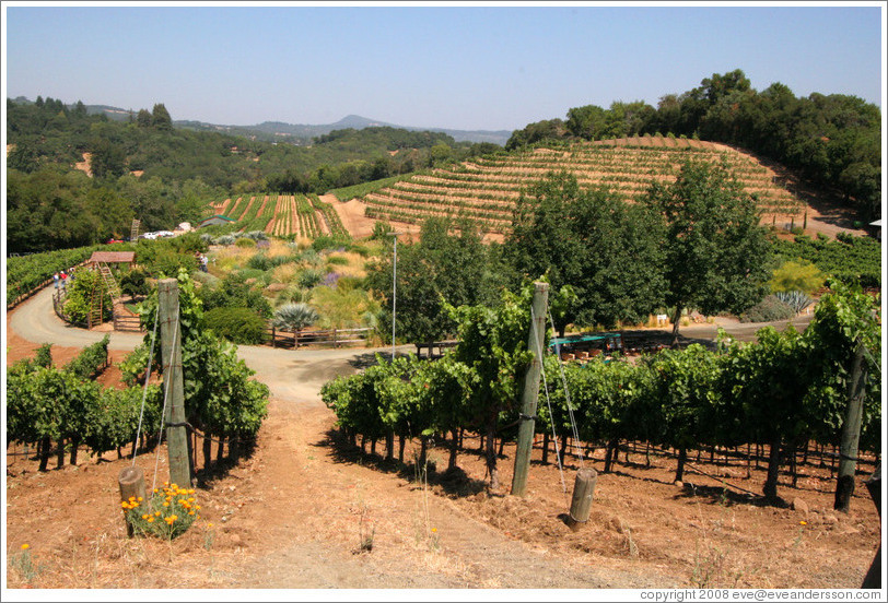 Vineyard.  Benziger Family Winery.