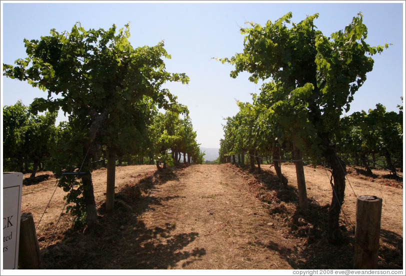 Rows of vines.  Benziger Family Winery.