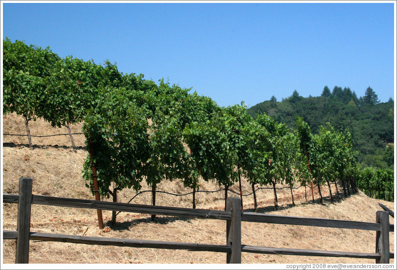 Rows of vines.  Benziger Family Winery.