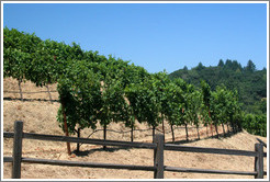 Rows of vines.  Benziger Family Winery.