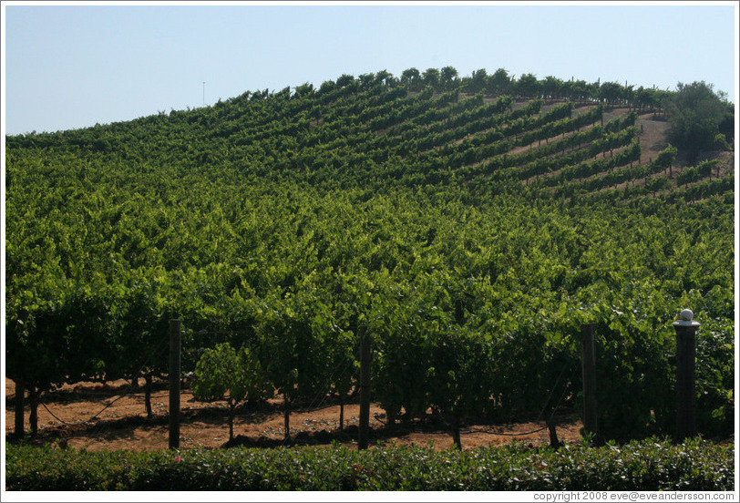 Rows of vines.  Benziger Family Winery.