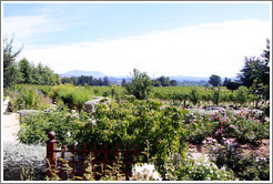 Garden and vineyard, C. Donatiello Winery.