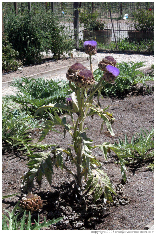 Artichoke Plant.  DeLoach Vineyards.