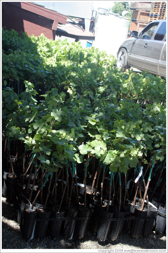 Baby Pinot noir vines.  DeLoach Vineyards.