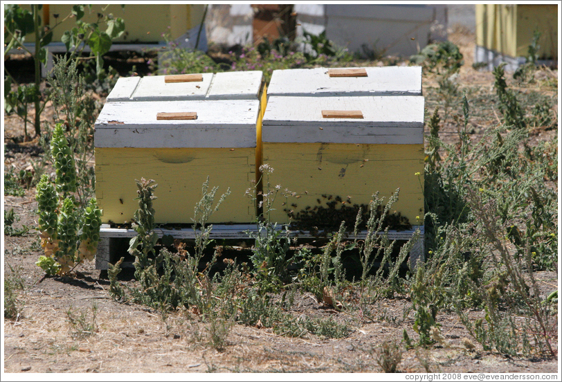 Honey-producing bees.  DeLoach Vineyards.