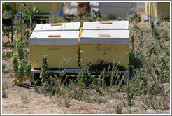 Honey-producing bees.  DeLoach Vineyards.