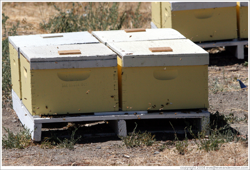 Honeyproducing bees. DeLoach Vineyards. (Photo ID 12761santaros)