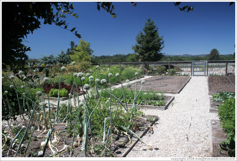 Vegetable garden.  DeLoach Vineyards.
