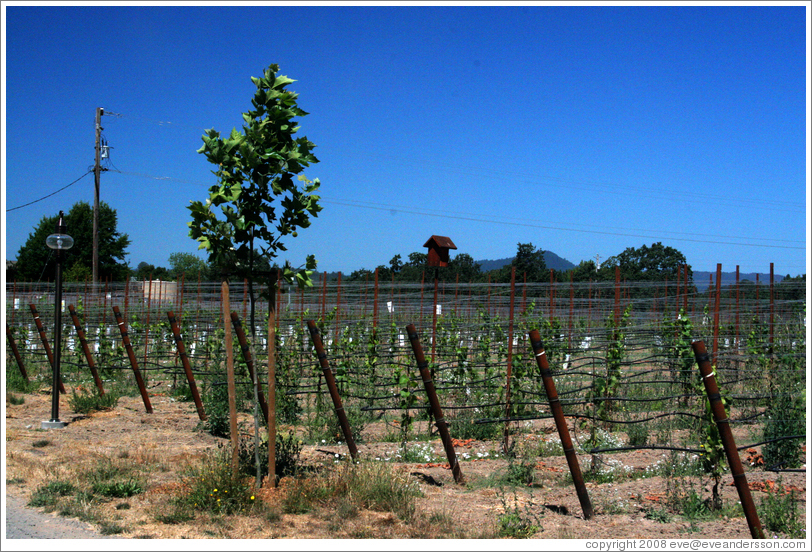 Young vines.  DeLoach Vineyards.