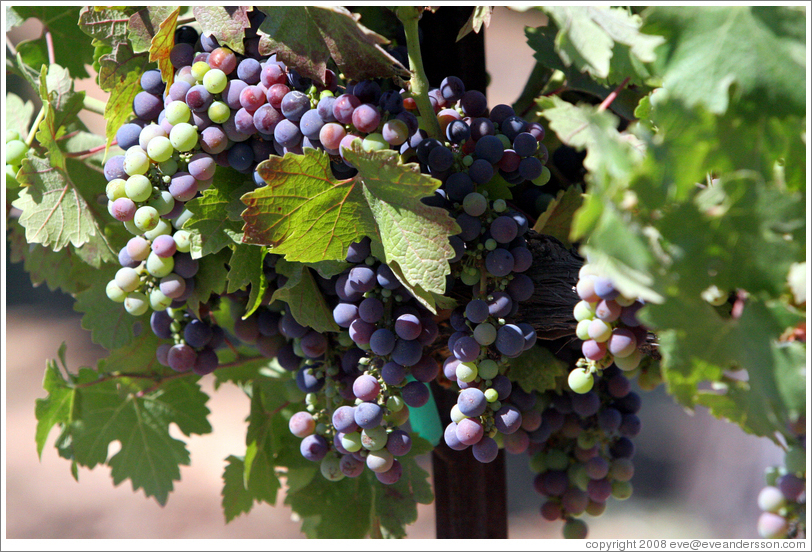 Cabernet Sauvignon grapes.  Foppiano Vineyards.