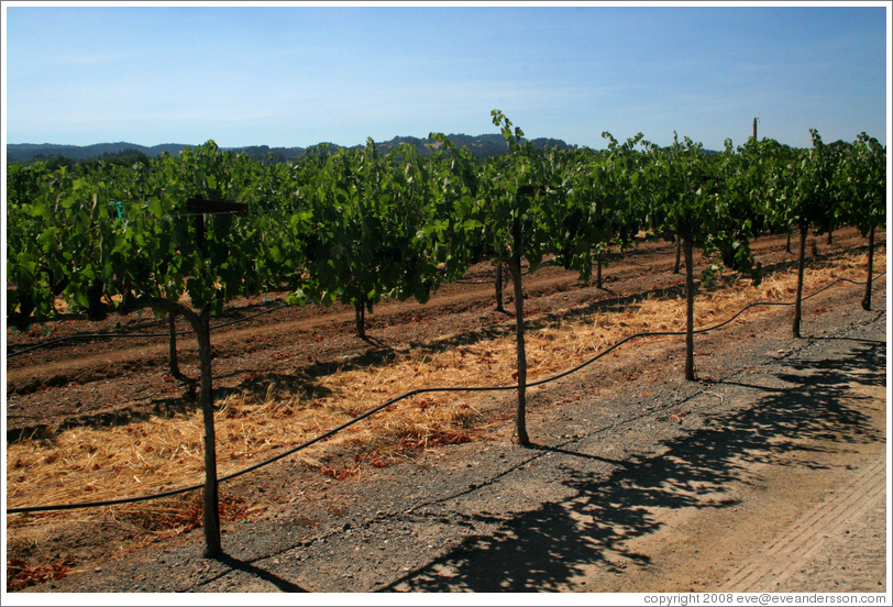 Cabernet Sauvignon vines.  Foppiano Vineyards.