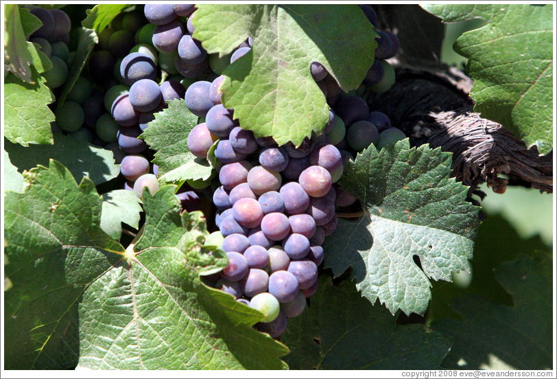Petit Sirah grapes.  Foppiano Vineyards.