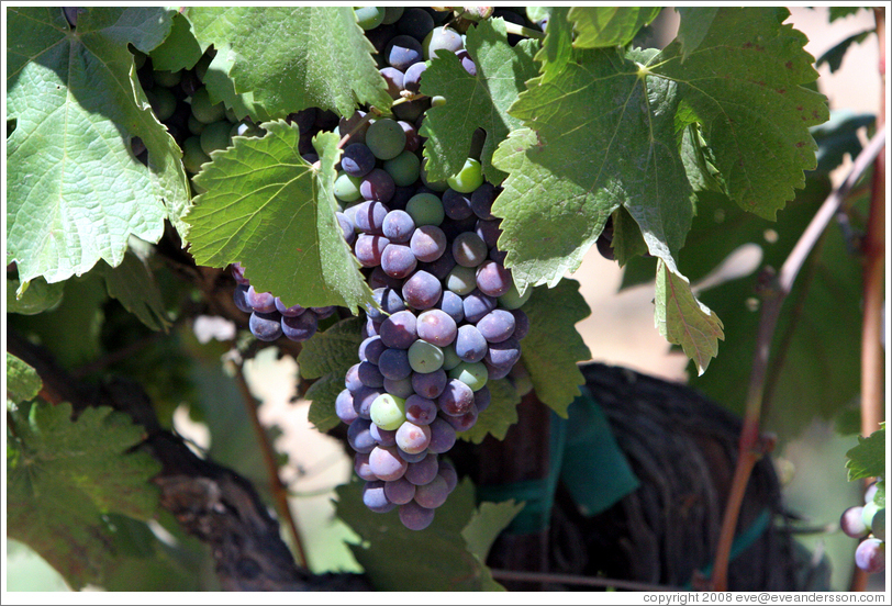 Petit Sirah grapes.  Foppiano Vineyards.