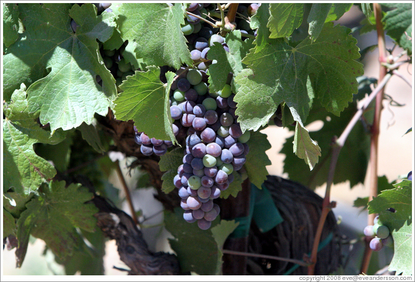 Petit Sirah grapes.  Foppiano Vineyards.