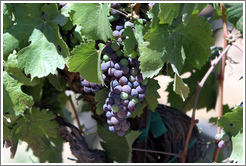 Petit Sirah grapes.  Foppiano Vineyards.