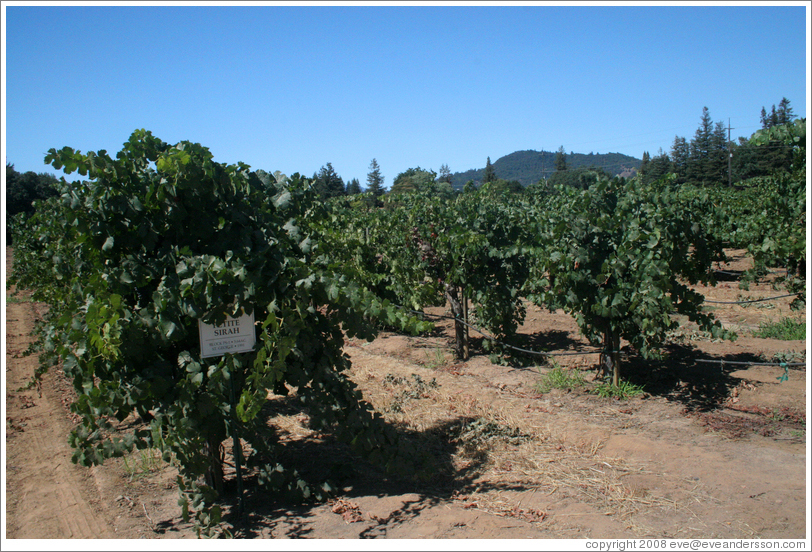 Petit Sirah vines.  Foppiano Vineyards.