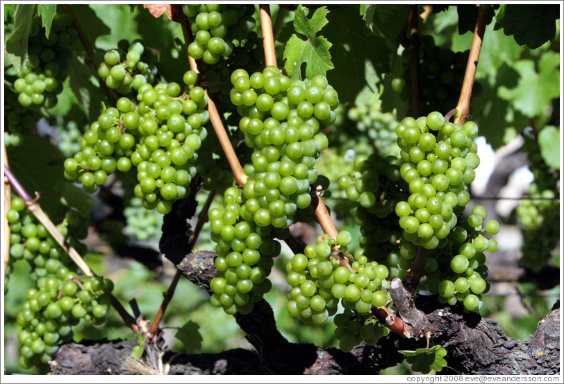 Grapes.  Kendall-Jackson Wine Center.