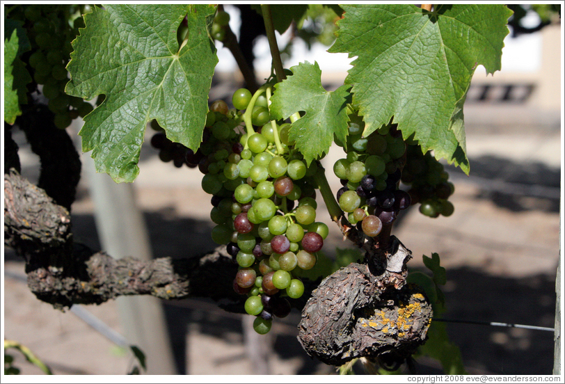 Grapes.  Kendall-Jackson Wine Center.