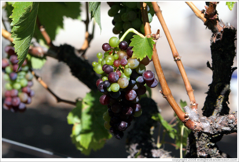 Grapes.  Kendall-Jackson Wine Center.