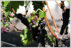 Grapes.  Kendall-Jackson Wine Center.