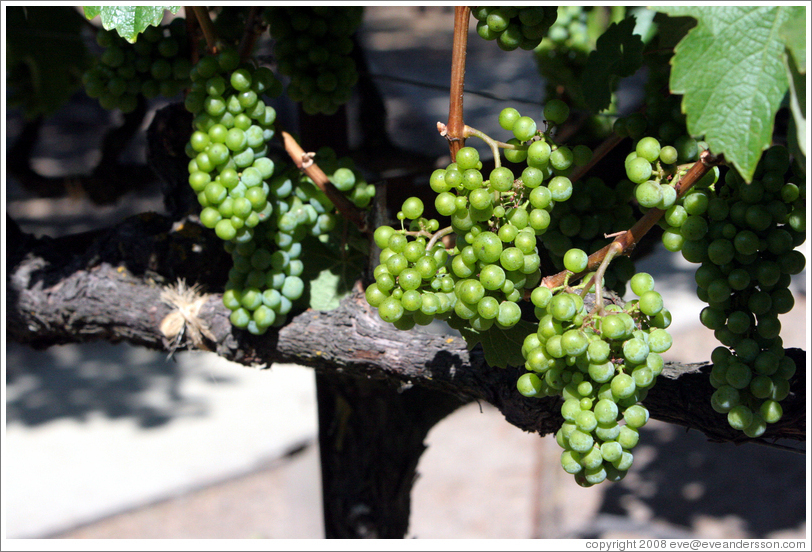 Grapes.  Kendall-Jackson Wine Center.