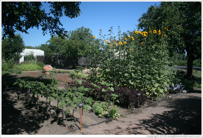 Vegetable garden.  Kendall-Jackson Wine Center.