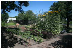 Vegetable garden.  Kendall-Jackson Wine Center.