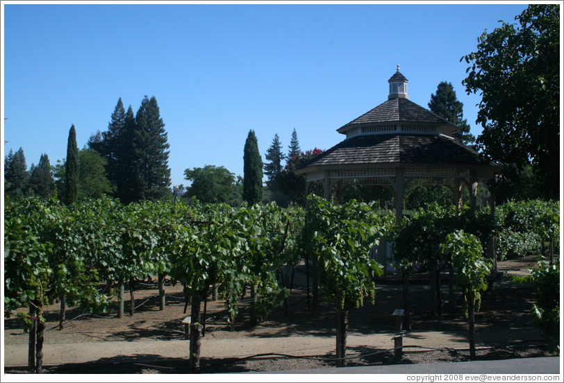 Vines.  Kendall-Jackson Wine Center.