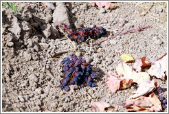 Dried grapes on the ground, Limerick Lane Cellars.