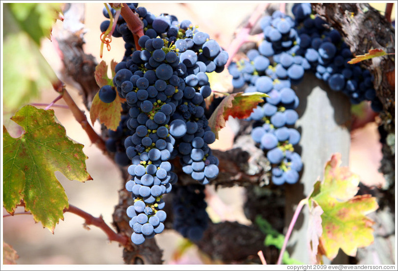 Ripe grapes, Limerick Lane Cellars.