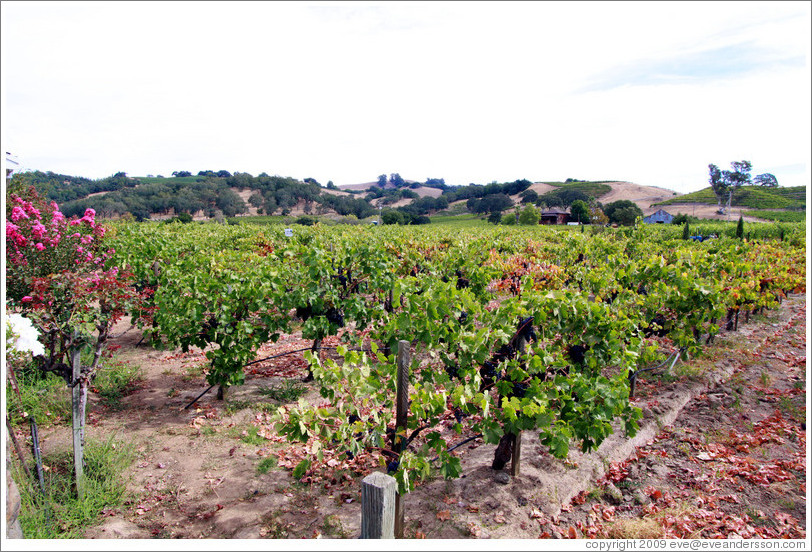 Vineyard, Limerick Lane Cellars.