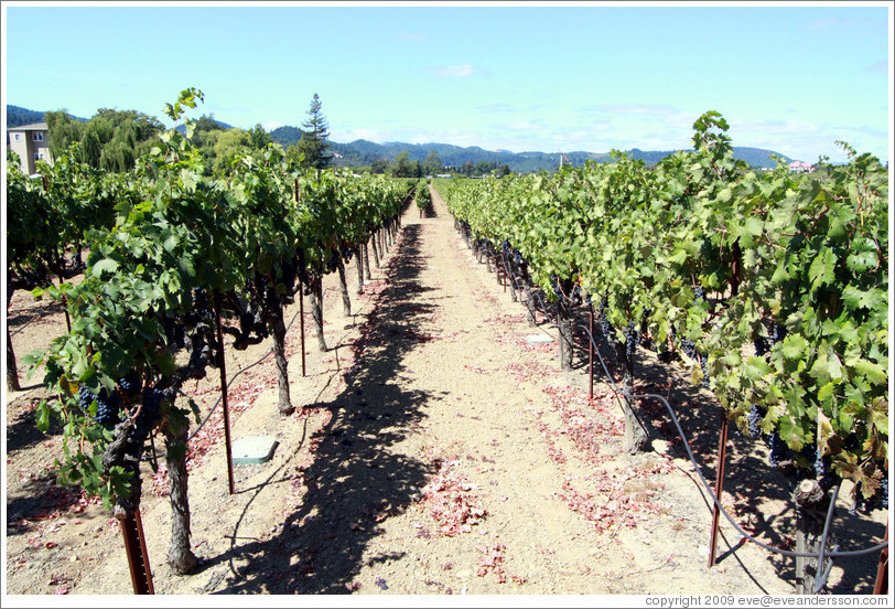 Vineyard, Mauritson Wines.