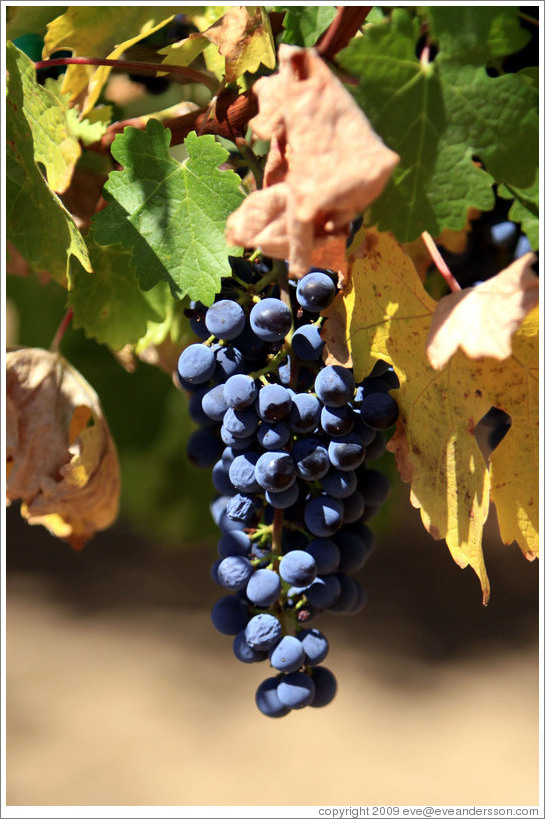 Ripe grapes, Michel-Schlumberger.