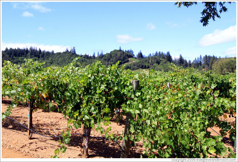 Vineyard, Michel-Schlumberger.