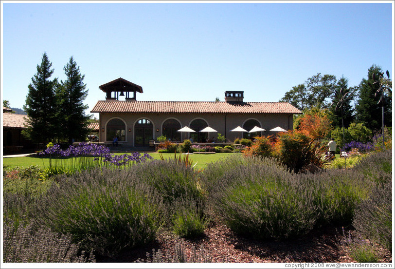 Lavender plants.  St. Francis Winery and Vineyards.