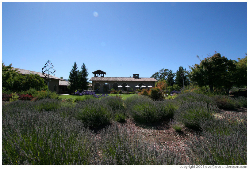 Lavender plants.  St. Francis Winery and Vineyards.