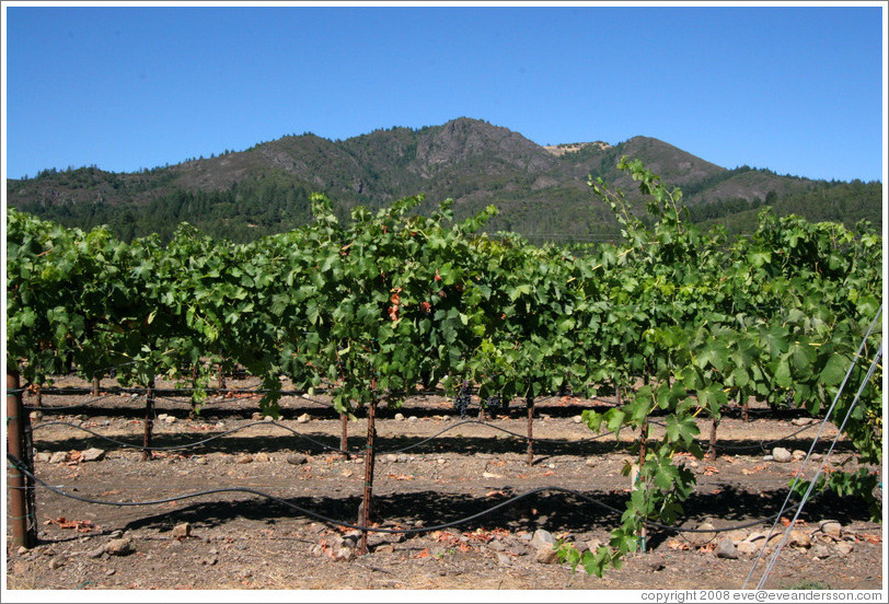 Vineyard and mountains.  St. Francis Winery and Vineyards.