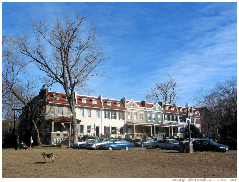 Adams Morgan.  Victorian rowhouses and dog.
