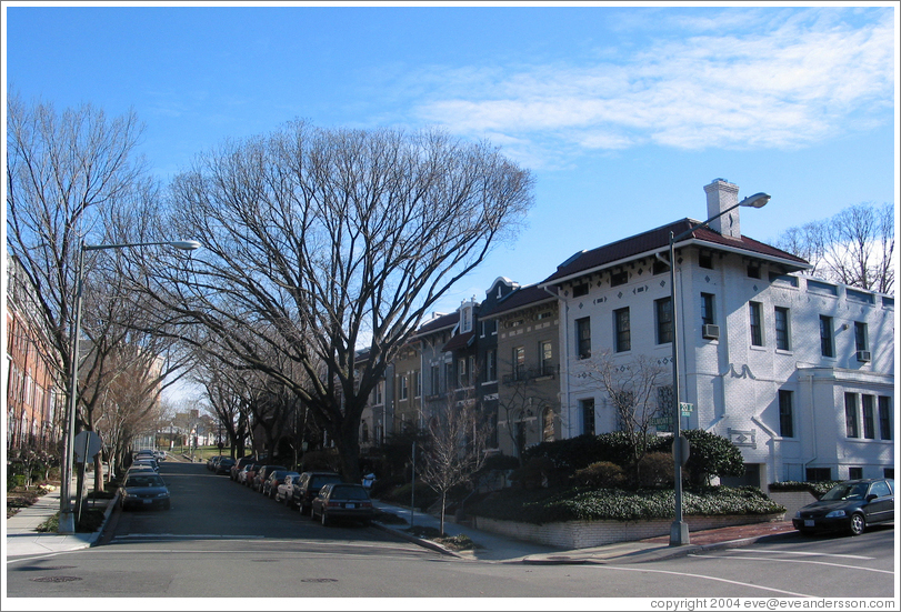 Adams Morgan.  Street and trees.
