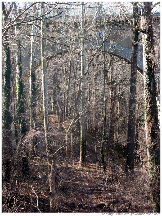 Trees under Taft bridge.