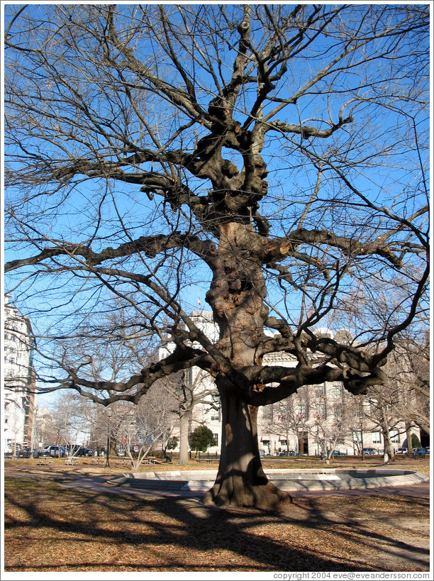 Tree.  Lafeyette square.