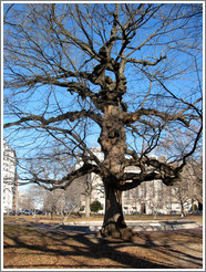 Tree.  Lafeyette square.