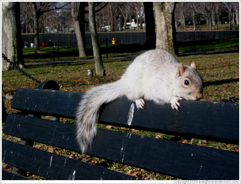 Squirrel.  Vietnam Veterans Memorial in the background.