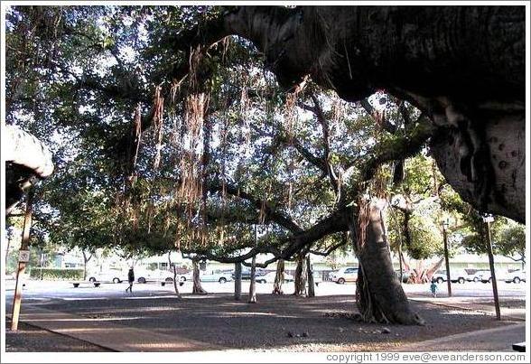 Banyan Tree, Lahaina, Maui.